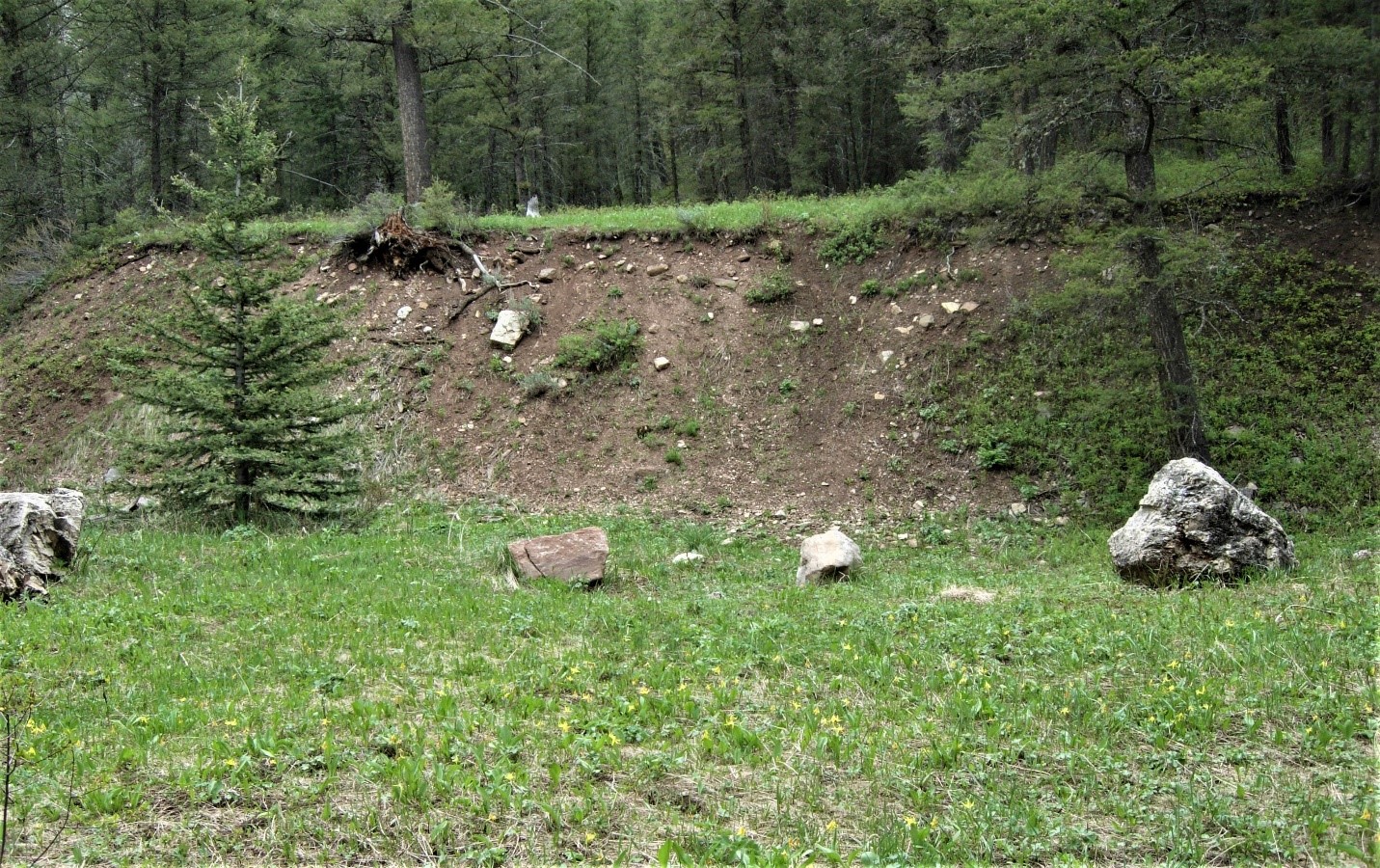 Fault scarp of the 1959 Mw 7.3 Hebgen Lake earthquake at Cabin Creek, Gallatin National Forest